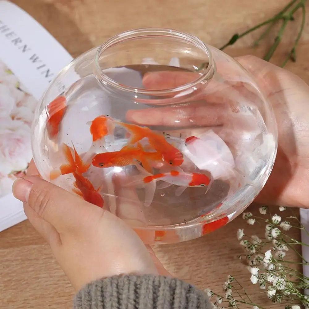 Small Glass Fish Bowl Aquarium