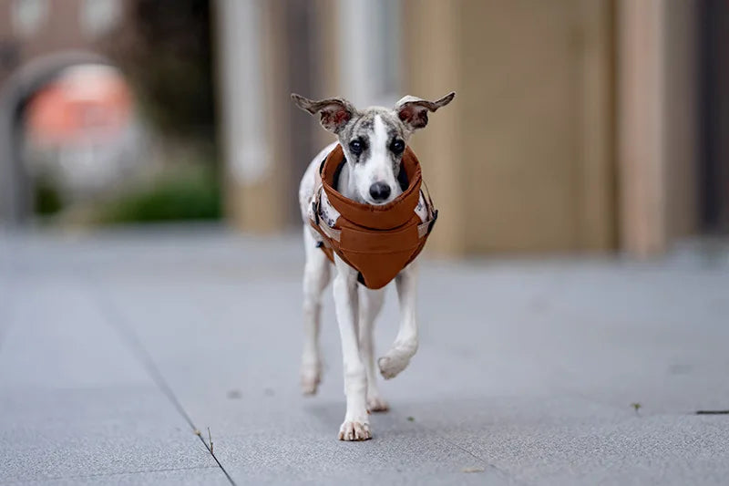 Winter Dog Jacket with Harness - Water Repellent & Reflective